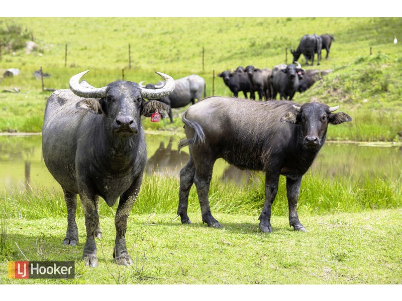 50 Elliots Road, Eungai Creek NSW 2441