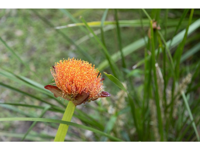 140 Browns Road, Yarrahapinni NSW 2441