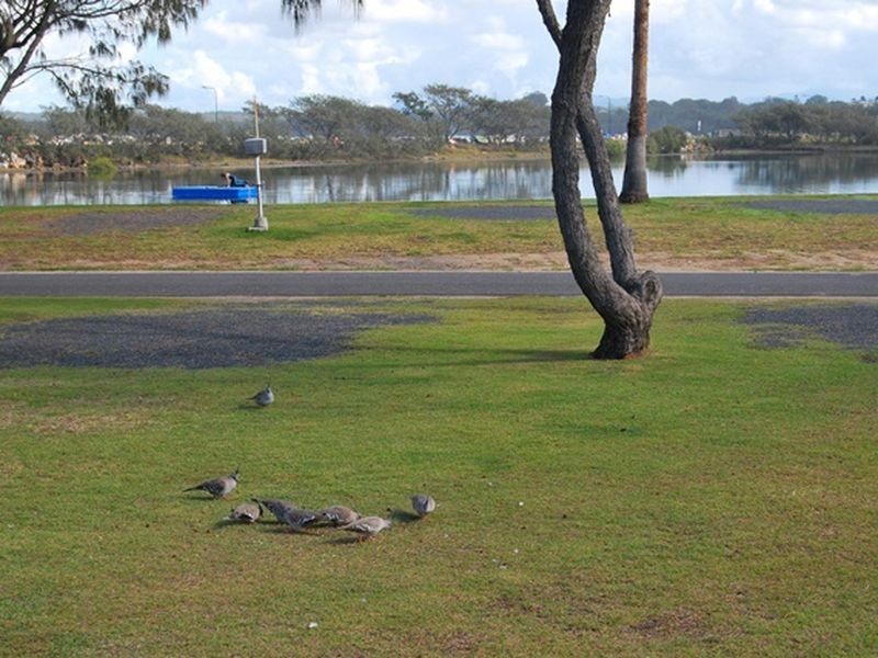 Y3 White Albatross Park, Nambucca Heads NSW 2448