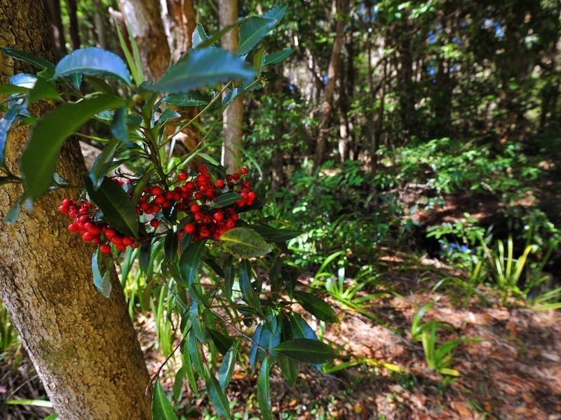 22 Priory Parade, Valla NSW 2448