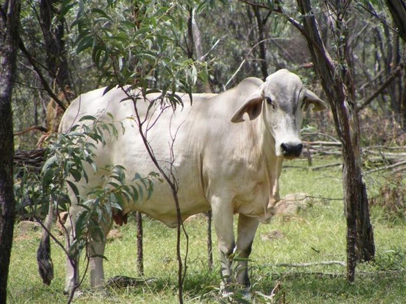 ESMERALDA STATION, Croydon QLD 4871