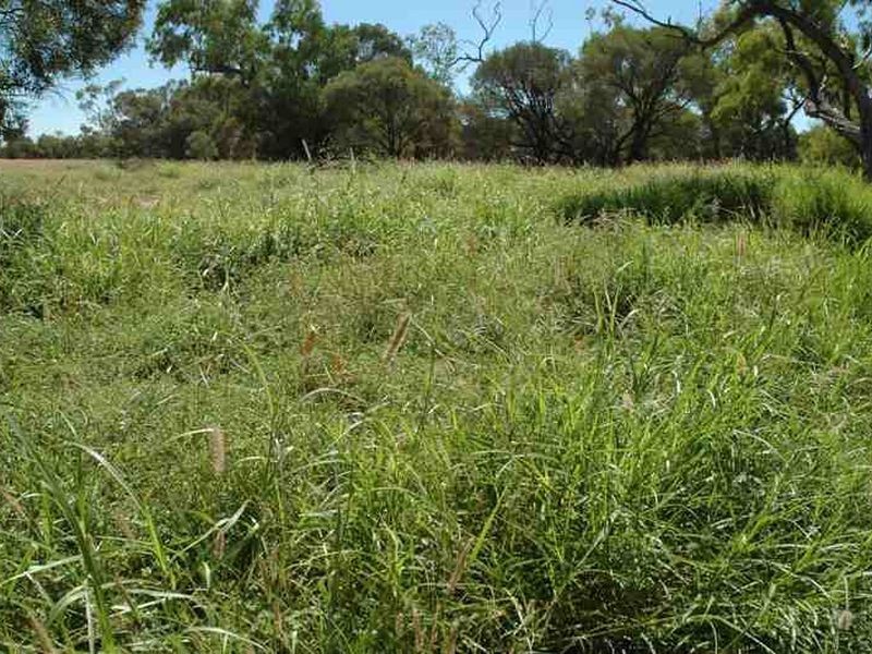 MT RYDE Morella to Silso road, Longreach QLD 4730