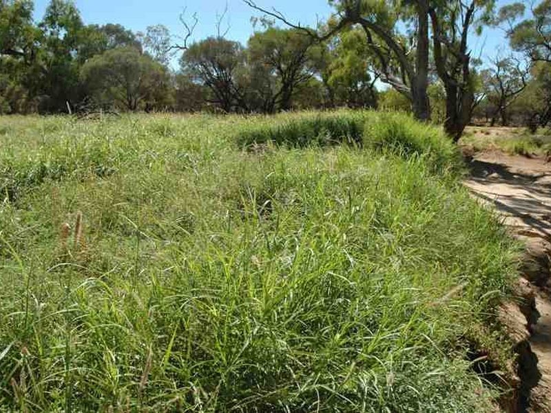 MT RYDE Morella to Silso road, Longreach QLD 4730