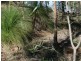 Kooralbyn QLD 4285