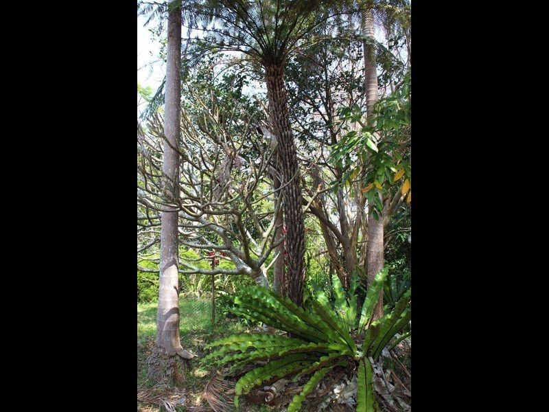 136 Holloways Road, Sandy Beach NSW 2456