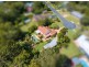 10 Pont Close, Emerald Beach NSW 2456