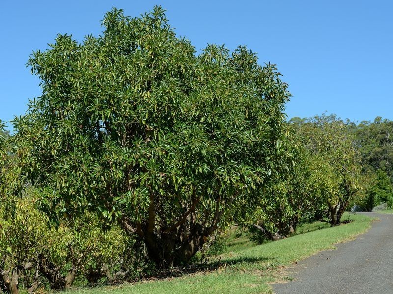 214 Grays Road, Halfway Creek NSW 2460