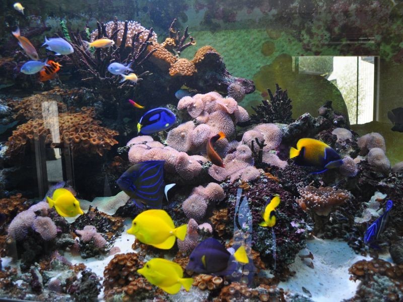 10 Topaz Drive, Emerald Beach NSW 2456