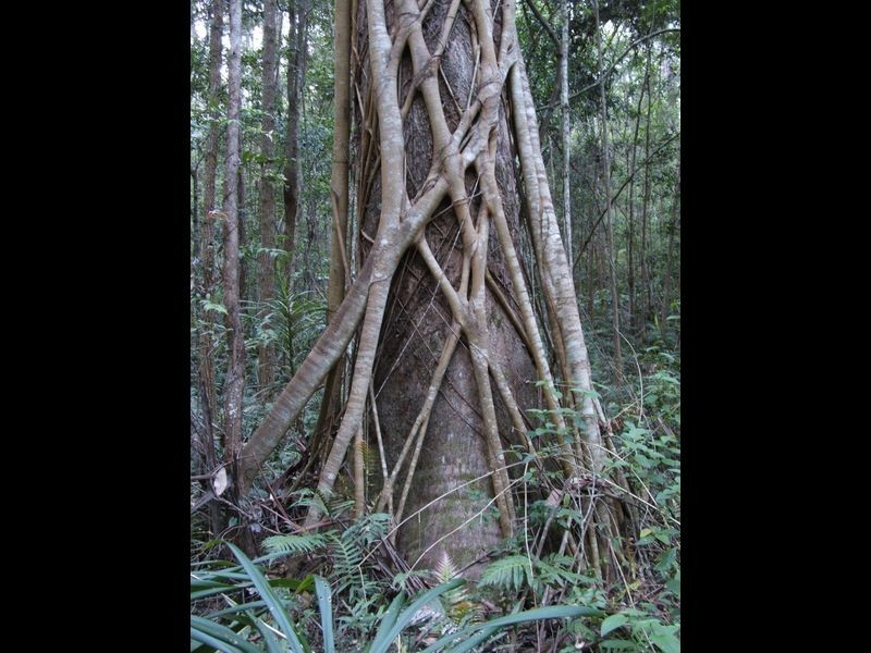 Lot 4 Upper Congarinni  Road, Congarinni NSW 2447