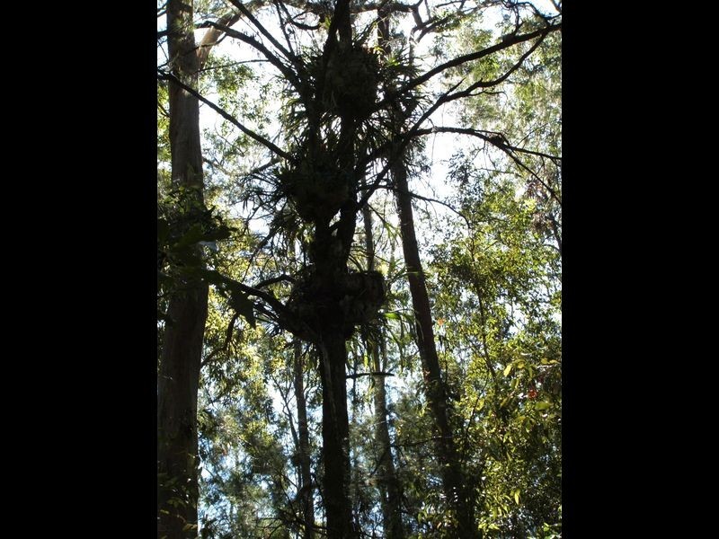 Lot 4 Upper Congarinni  Road, Congarinni NSW 2447