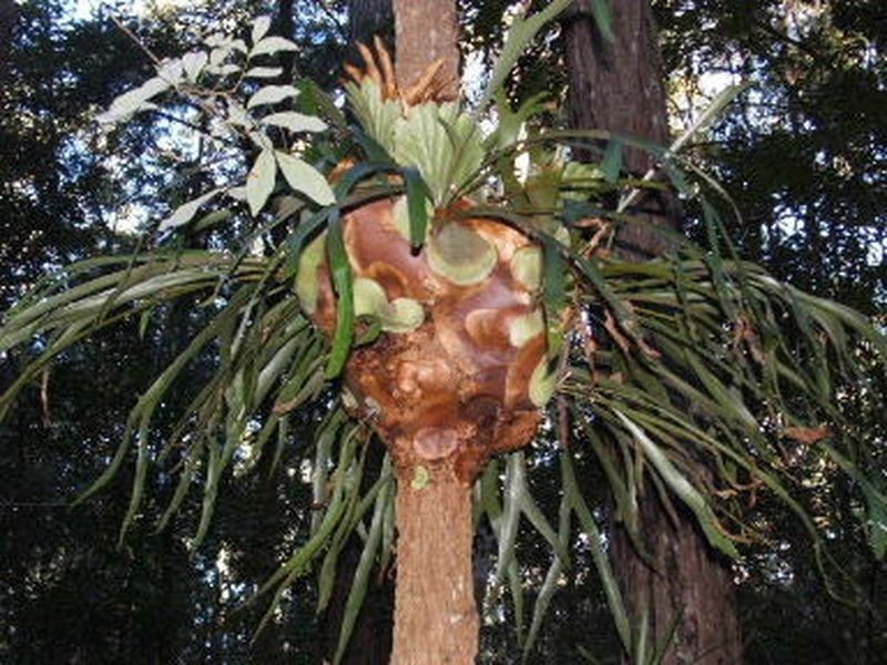 Lot 4 Upper Congarinni  Road, Congarinni NSW 2447