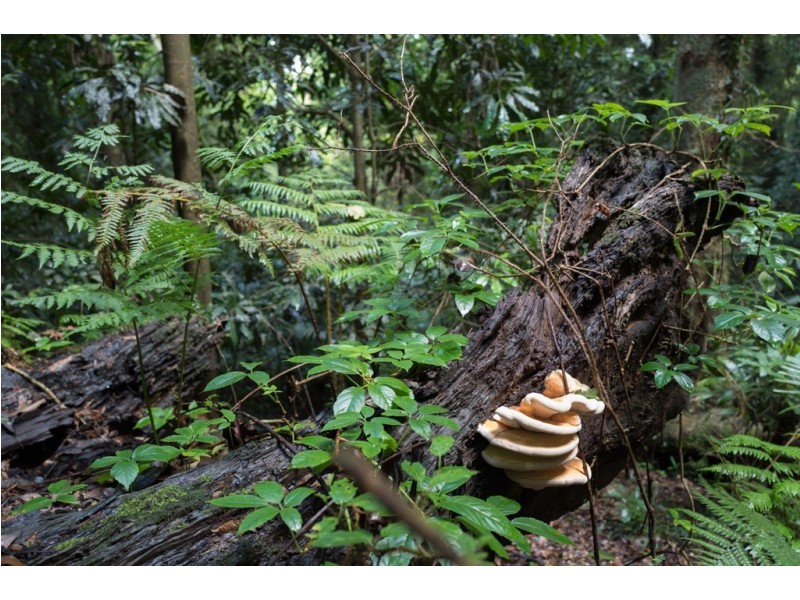 7630 Armidale Road, Billys Creek NSW 2453