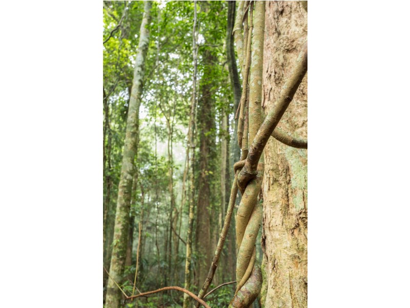 7630 Armidale Road, Billys Creek NSW 2453