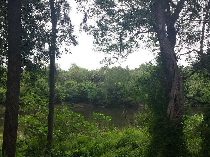 54 Dowle Street, Bellingen NSW 2454