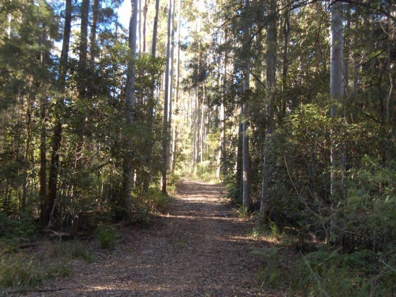 Lot 20 and Padmans Road, Elands NSW 2429