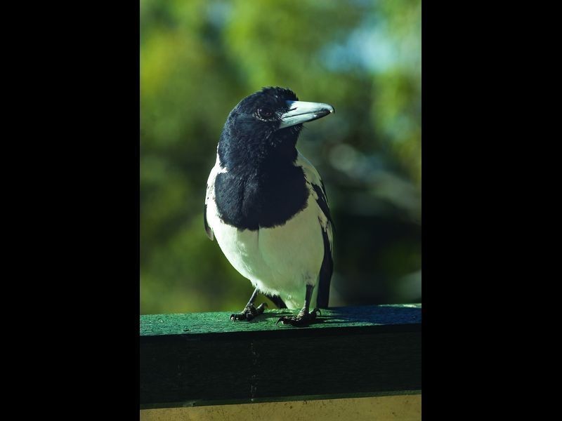 Tuckers Rock Road, Repton NSW 2454