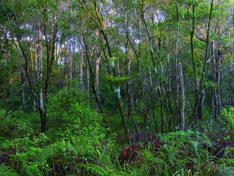 Tuckers Rock Road, Repton NSW 2454