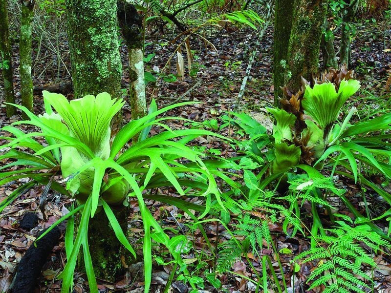 Tuckers Rock Road, Repton NSW 2454