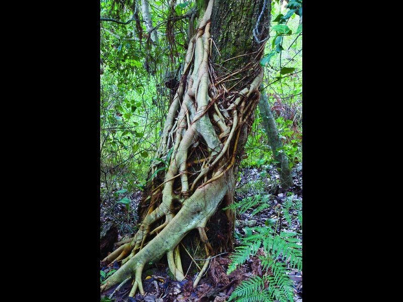 Tuckers Rock Road, Repton NSW 2454