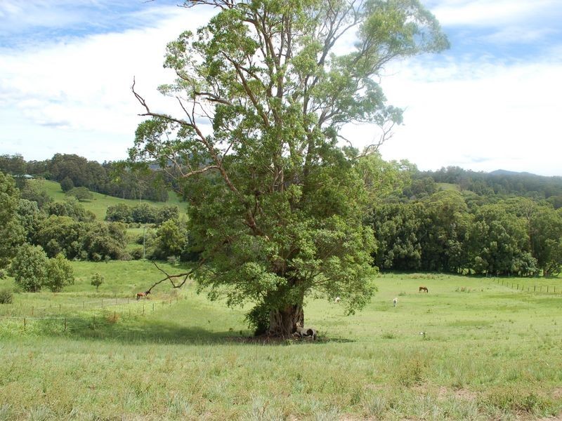 92 Hains Lane Brierfield, Bellingen NSW 2454