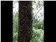 1540 Kalang Road, Bellingen NSW 2454