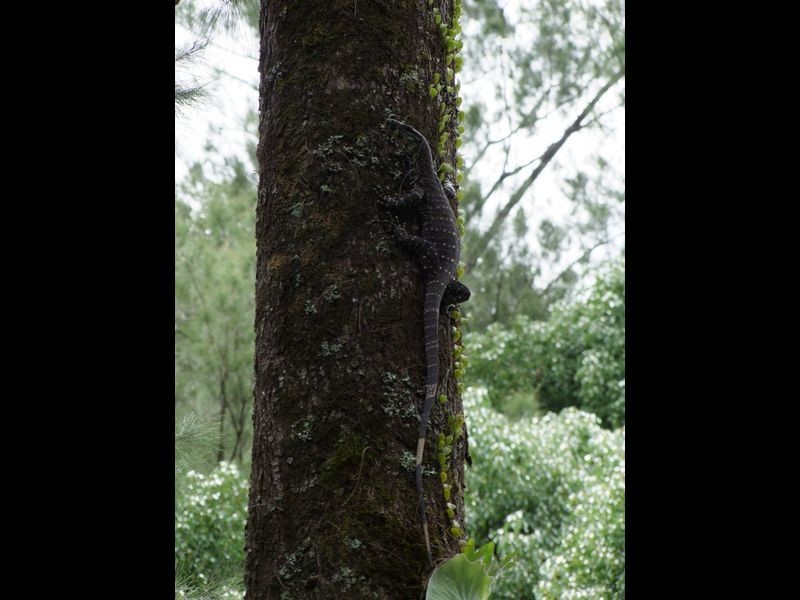 1540 Kalang Road, Bellingen NSW 2454