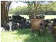 50 Old Pacific Highway, Raleigh NSW 2454