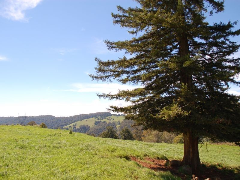 235 Beaumonts Road, Dorrigo NSW 2453