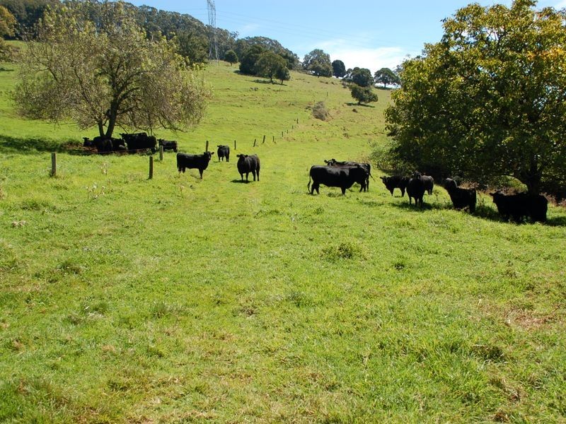 235 Beaumonts Road, Dorrigo NSW 2453