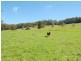 235 Beaumonts Road, Dorrigo NSW 2453