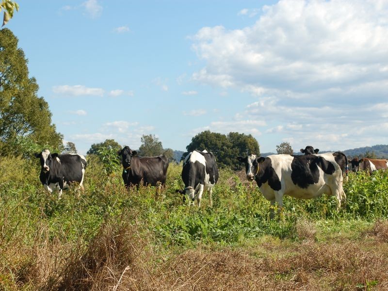 53 Old Ferry Road, Raleigh NSW 2454