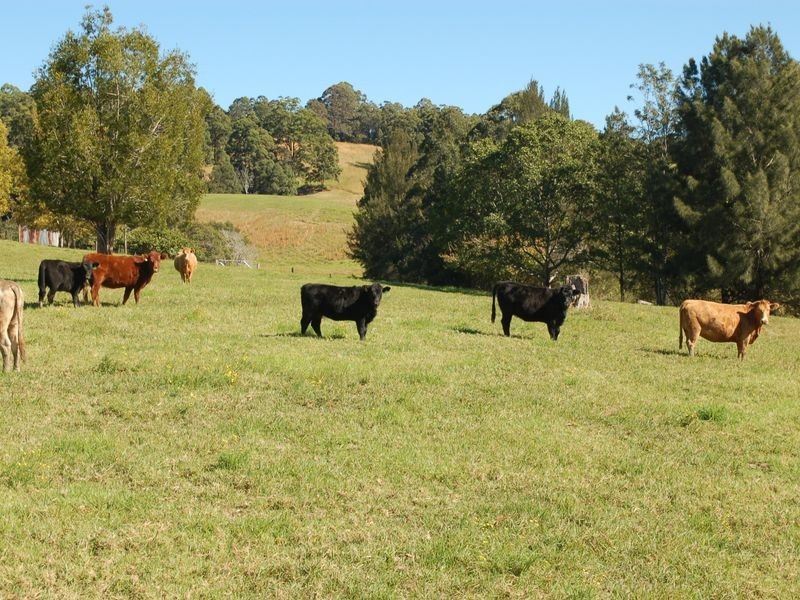 84 Kosekai Road, Yarranbella NSW 2447