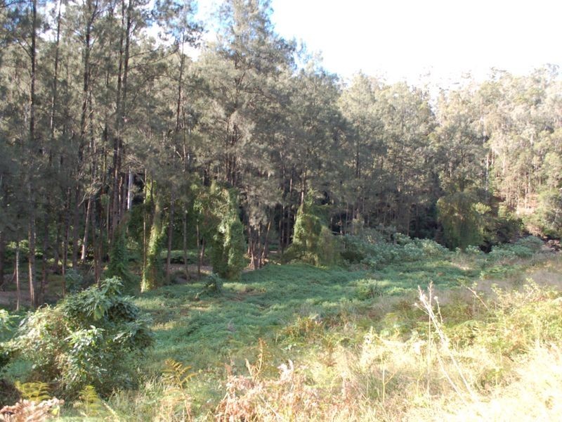 Lot 19 Upper Buckrabendinni road, Argents Hill NSW 2449