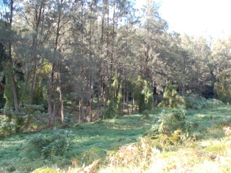 Lot 19 Upper Buckrabendinni road, Argents Hill NSW 2449