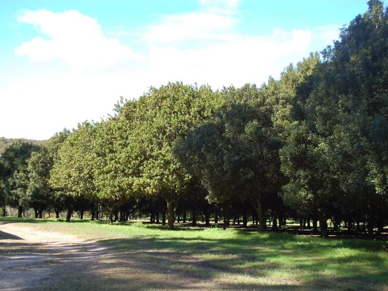 43 East West Road, Valla NSW 2448