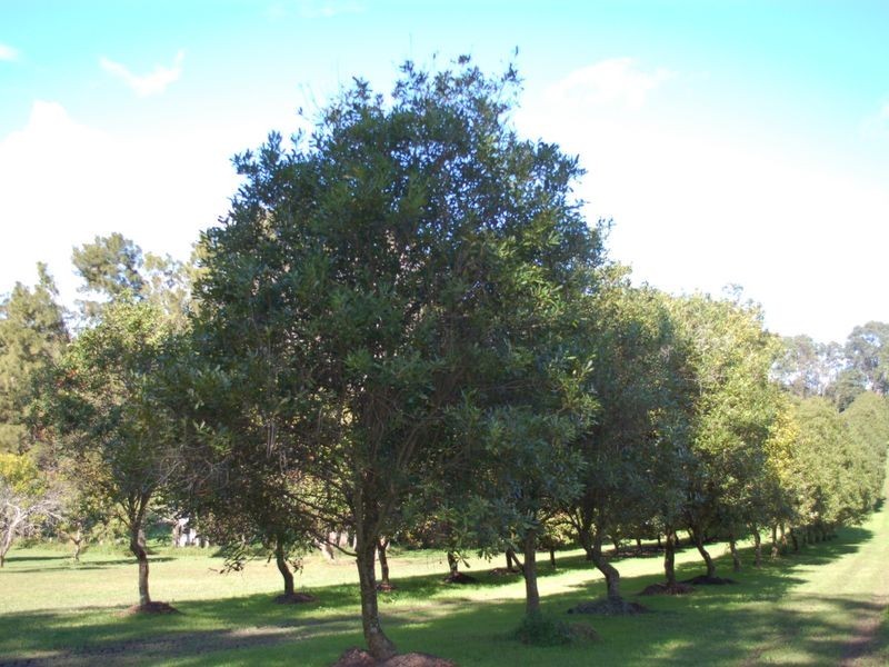 43 East West Road, Valla NSW 2448