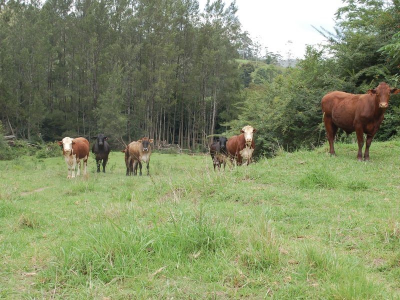 1343 Kalang Road, Kalang NSW 2454