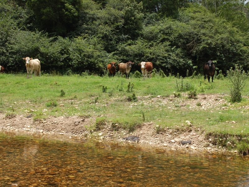 1343 Kalang Road, Kalang NSW 2454