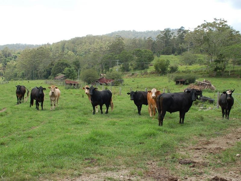 1343 Kalang Road, Kalang NSW 2454