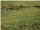 Lot 8 Peppertree Grove, Congarinni NSW 2447