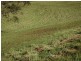 Lot 8 Peppertree Grove, Congarinni NSW 2447