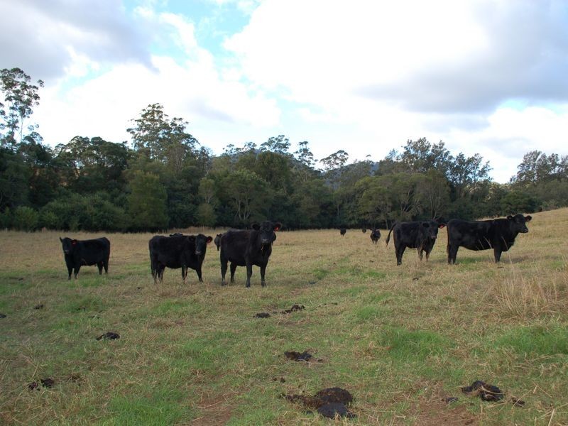 796 Bellingen Road, Missabotti NSW 2449