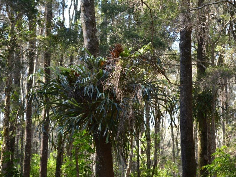 5 Doncaster Place, Hyland Park NSW 2448