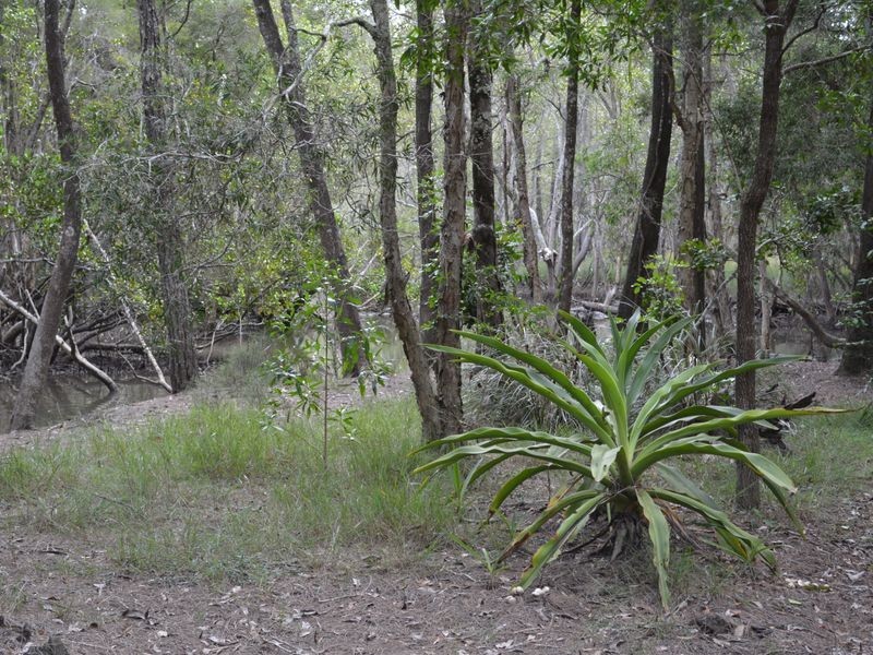 313 South Arm Road, Urunga NSW 2455