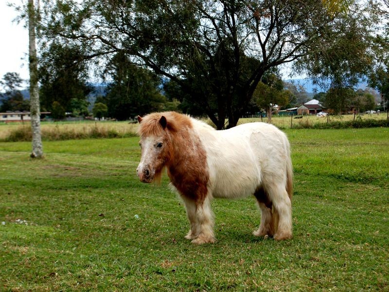 50 Victor Street, Raleigh NSW 2454