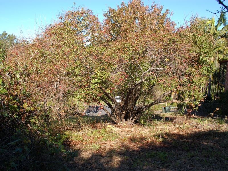 50 Hillside Drive, Urunga NSW 2455