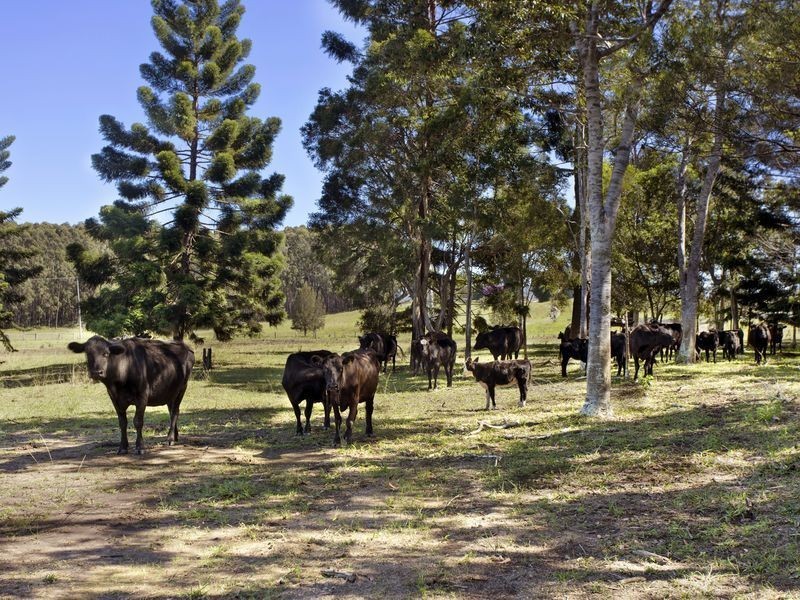 1335 Martells Road, Urunga NSW 2455