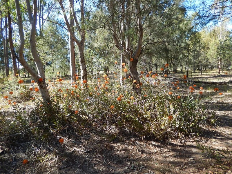 499 Old Bay Road, Burpengary QLD 4505