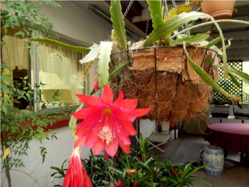 499 Old Bay Road, Burpengary QLD 4505