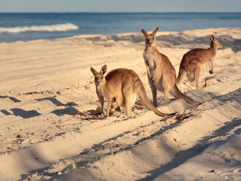 Lot 729/13 Livistona Place, Banksia Beach QLD 4507